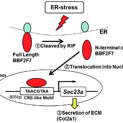 schematic representation of chondrocyte differentiation steps during download scientific