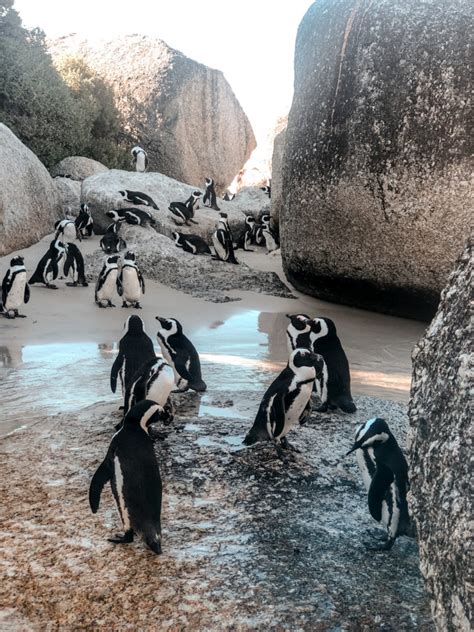 How To Visit The Penguins At Boulders Beach World Of Wanderlust