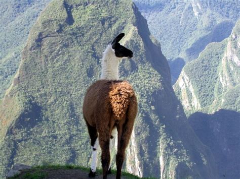 Lama Tricolori Am Machu Picchu Peru Foto And Bild Tiere Wildlife