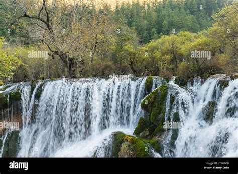 Bamboo Lake Waterfall Jiuzhaigou National Park Sichuan Province