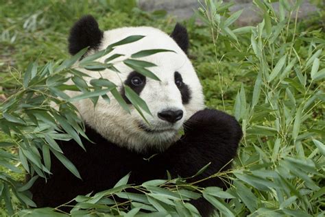 Learn all about pandas now, its scientific classification, species, characteristics, size, weight, height, diet, habitat, life cycle, habits, reproduction, predators. Half of Giant Panda Habitat May Vanish in 70 Years, Scientists Say | Live Science
