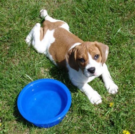 beabull beagle  bulldog mix info temperament training puppies pictures