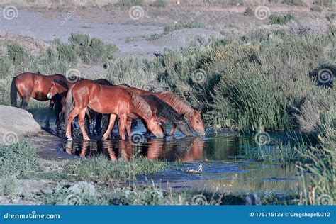 Wild Mustang Horses Drinking Out Of A Pond In The Nevada Desert Stock