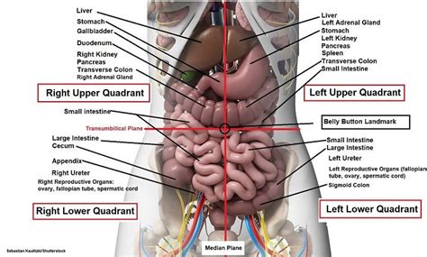 The four anatomical parts of the duodenum are superior, descending, inferior, and ascending. Four Abdominal Quadrants and Nine ... | Anatomy organs ...