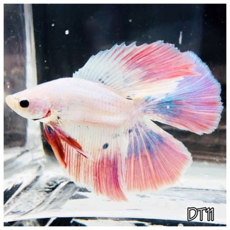 Pearl Pastel Pink Blue White Halfmoon Dt Male Live Betta Fish Betta
