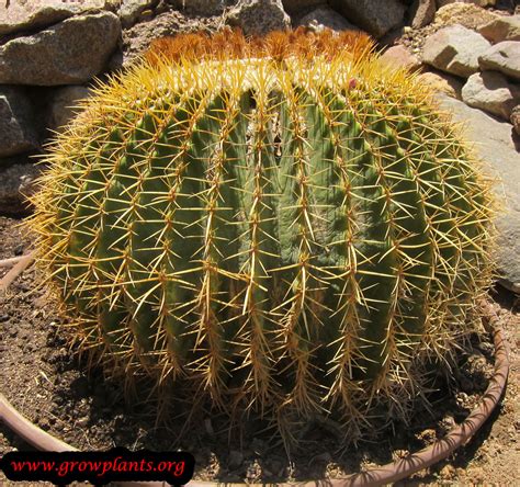 This is a general statement, of course. Barrel cactus - How to grow & care