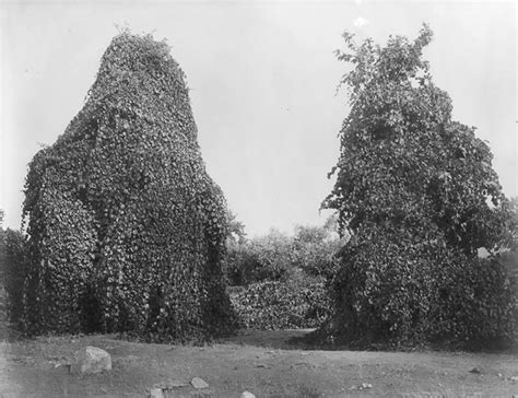 While the wild vines grow up to 35 feet tall. SCVHistory.com LO9001 | Tejon Ranch | Canada de las Uvas ...