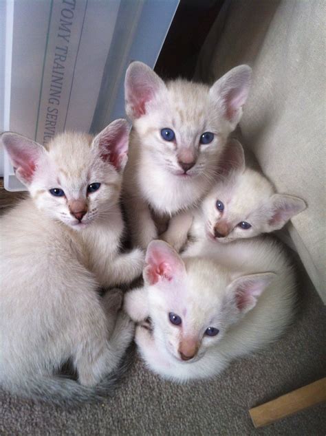 Our family has been breeding traditional siamese cats for nearly thirty years and two generations. Pure-breed Old-Style Tabby Point Siamese kittens | London ...