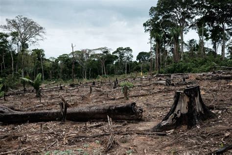 Deforestation May Threaten Majority Of Amazon Tree Species