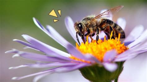 Kenali Perbedaan Tawon Dan Lebah Yang Bentuknya Hampir Mirip Orami