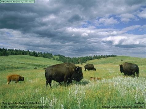Buffalos and bisons photos