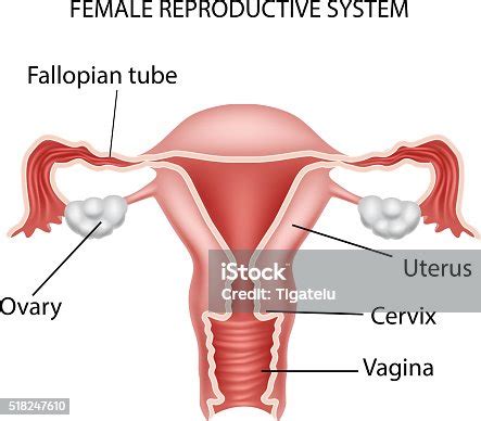 Cartoon Illustration Of Female Reproductive System Stock Vector Art