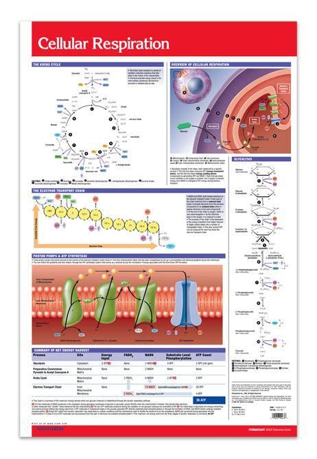 Cellular Respiration Poster Size 24 X 36 Laminated See Life At