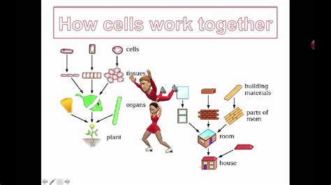 How Cells Work Together Grade 7 Youtube