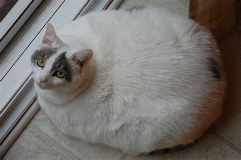 The Fattest Cats On The Internet