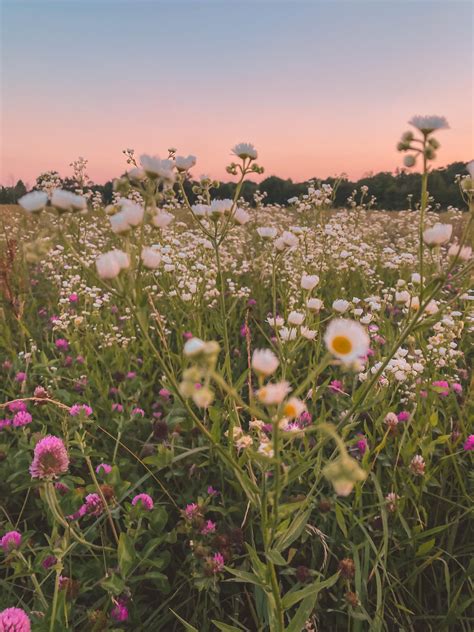√ Flower Field Tumblr Grunge