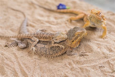 How To Breed Bearded Dragons Step By Step Guide