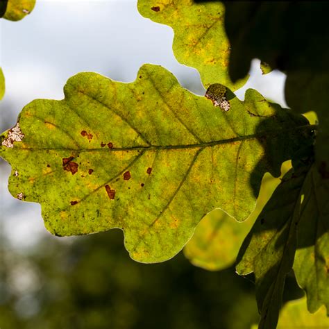 Oak Wilt Disease Symptoms Prevention And Treatment