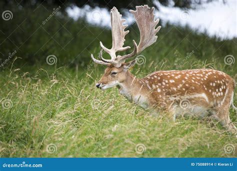 Fallow Deer Dama Dama Phoenix Park Dublin Ireland Stock Photo