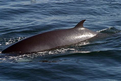 Antarctic minke whale balaenoptera bonaerensis. Sea Watch Foundation » Minke Whale