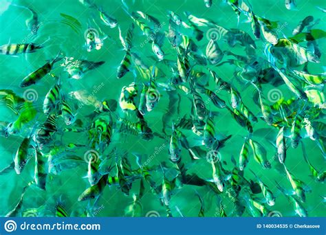 A Flock Of Fish In Sea Water A Lot Of Colorful Fish On The Background