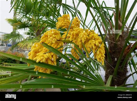 Yellow Flowers Of A Windmill Palm Tree Trachycarpus Fortunei Stock