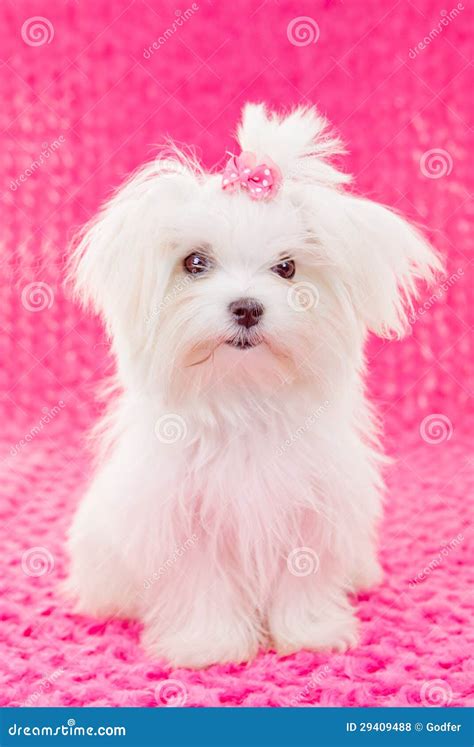 Cucciolo Di Cane Maltese Sveglio Fotografia Stock Immagine Di Bianco