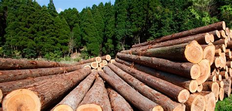 Normal process involves hydrolysis or transesterification oleochemicals industry in malaysia started in 1979/1980. Timber for Construction in Malaysia | Building Material ...