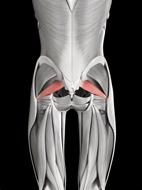 These deep muscles of the back are not shown in the illustrations. Piriformis Syndrome - Lower Body Pain & Numbness ...