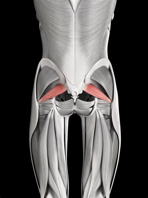 The superficial back muscles are covered by skin, subcutaneous connective tissue and a layer of fat. Piriformis Syndrome - Lower Body Pain & Numbness ...