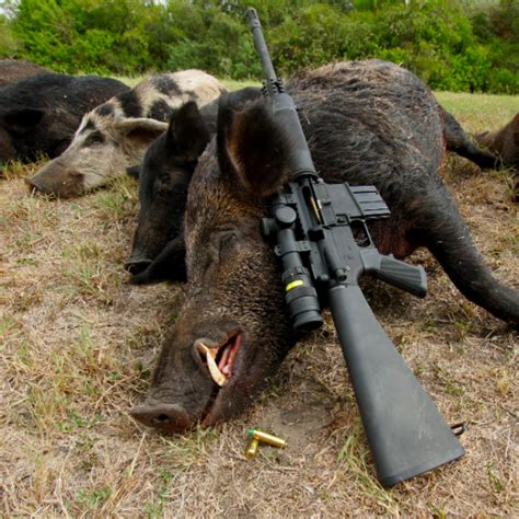 3 day hunts high success rates, 80% with bow and arrow lodging on the ranch 3 hogs. Hog Hunting - TX - Trips4Trade
