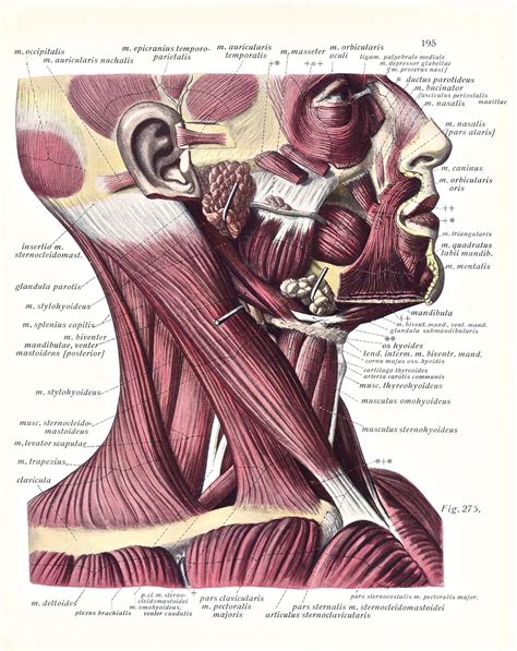 1930s Anatomical Illustration Of The Muscles Of The Face And Neck From
