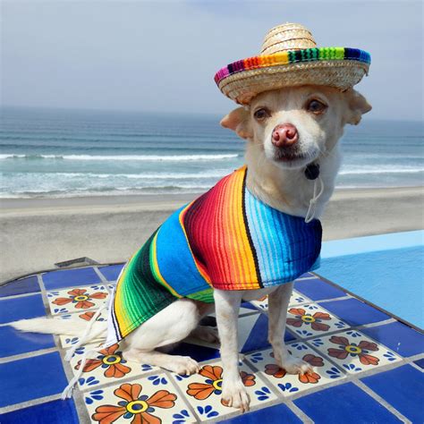 Baja Ponchos Dog Sombrero Hat Funny Dog Costume Chihuahua Clothes