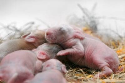 How To Make A Newborn Baby Rabbit Poop — Rabbit Care Tips