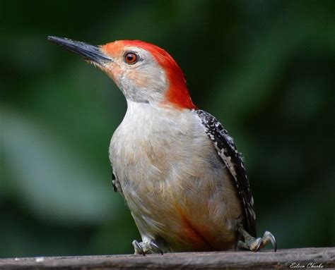 Everything You Need To Know About Red Bellied Woodpeckers