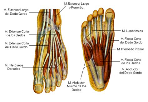 Anatomía De Los Músculos Del Pie Conoce Sus Orígenes Funciones Y
