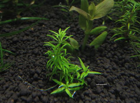 Limnophila Mini Vietnam New Plants For Planted Aquariums Aquatic