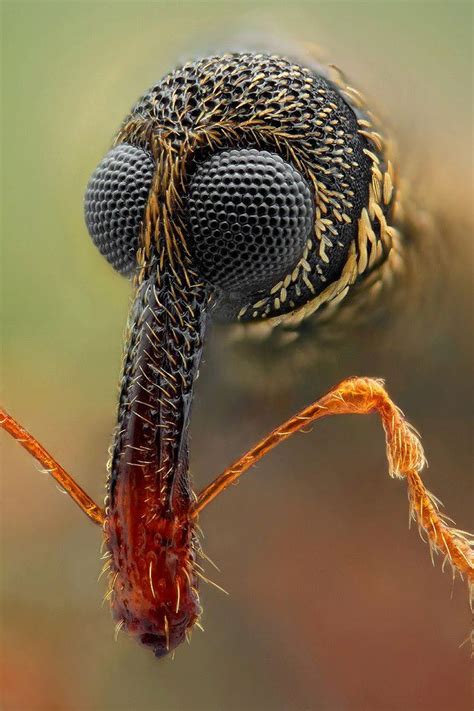 17 best images about insect face on pinterest welding goggles jumping spider and aliens