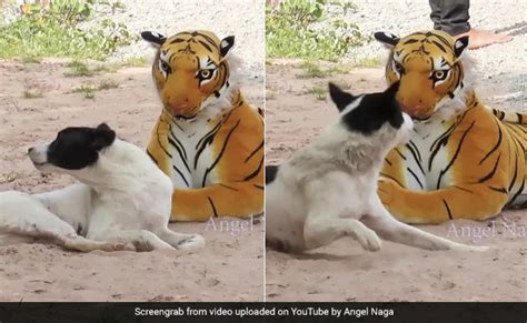 This Youtuber Pranking Dogs And Monkeys With Fake Tigers Is The Most