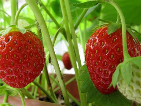 How To Grow Strawberries From Seed