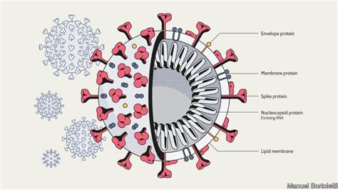 Virology Of Sars Cov 2