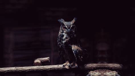Dark Owl Wallpapers Pixelstalknet