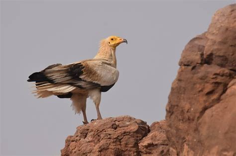This bird can be found in the southern parts of europe, in eastern and central parts of asia, north africa, arabia, tanzania, angola, namibia, canary. Following Egyptian vultures to Niger - Vulture ...