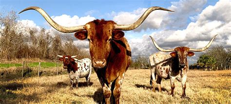 Maybe you would like to learn more about one of these? What is the official state animal of Texas? We've got 8 of ...
