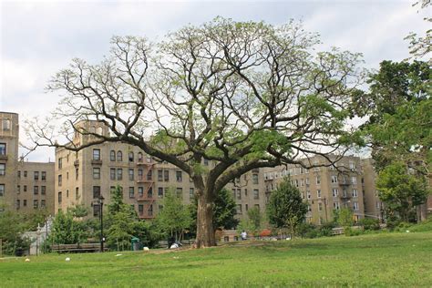 Joyce Kilmer Park Joyce Kilmer Park Grand Concourse Bron Flickr