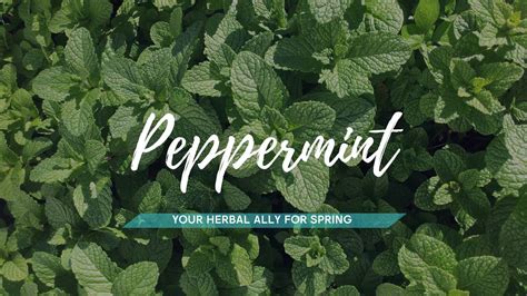 Peppermint Can Help Relieve Allergy Symptoms