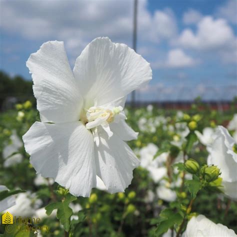 Hibiscus Syriacus White Chiffon® Rose Of Sharon From Home Nursery