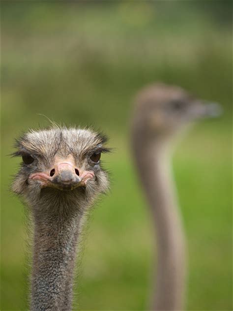 How big is the biggest ostrich? How Much Does an Ostrich Cost? | HowMuchIsIt.org