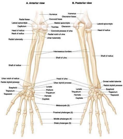 Upper Limb Bone Anatomy 2 Upper Limb Anatomy Anatomy Bones Human