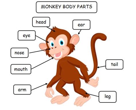 Monkey Digestive Diagrams